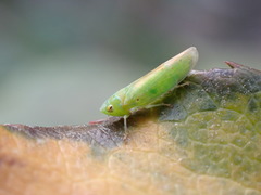 Neocoelidiini