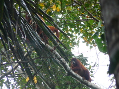 Alouatta sara