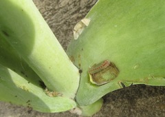 Anthene livida livida