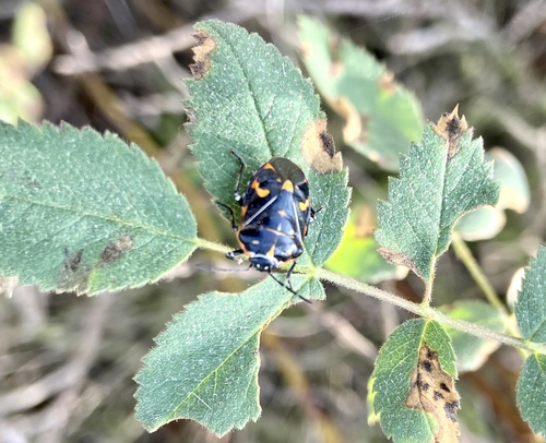 iNaturalist observation photo of Harlequin Bug