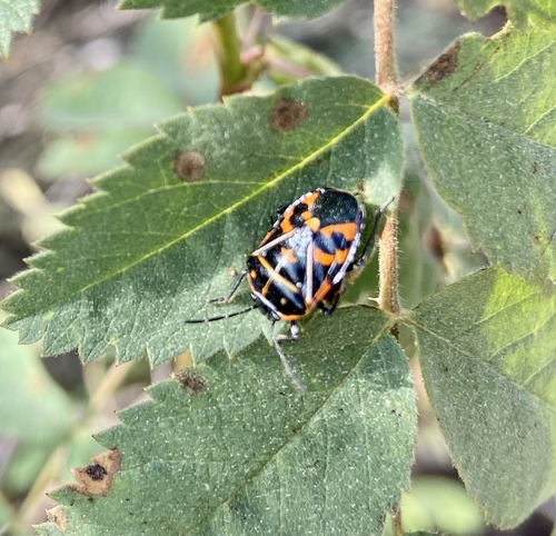 iNaturalist observation photo of Harlequin Bug
