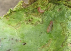 Anthene livida livida