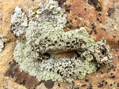 Lecanora argopholis