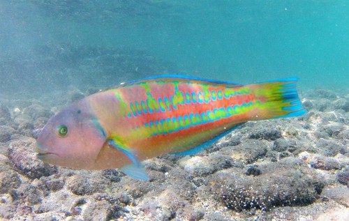 Christmas Wrasse
