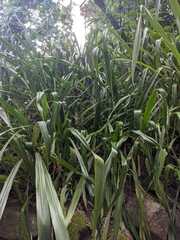 Pitcairnia dendroidea