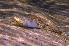 Favonigobius lateralis