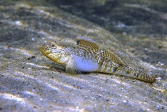 Favonigobius lateralis