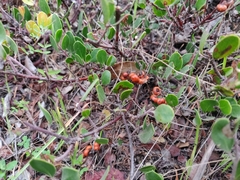Arctostaphylos hookeri