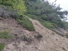 Arctostaphylos hookeri