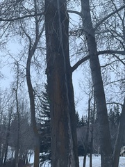 Xanthomendoza fallax