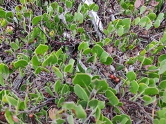 Arctostaphylos hookeri