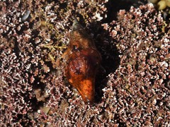 Nodopelagia brazieri