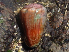 Conus sanguinolentus