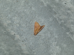 Anomis illita