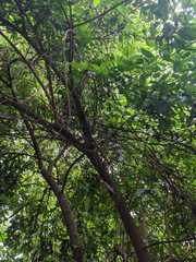 Boehmeria celtidifolia