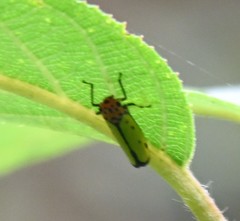Bothrogonia ferruginea