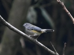 Pteruthius xanthochlorus pallidus