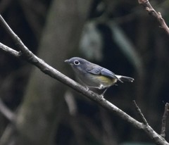 Pteruthius xanthochlorus pallidus