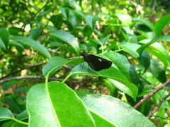 Notocrypta curvifascia