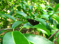 Notocrypta curvifascia