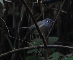Pteruthius xanthochlorus pallidus