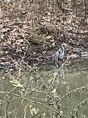 Ardea herodias
