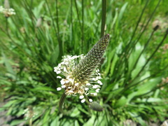 Plantago lanceolata