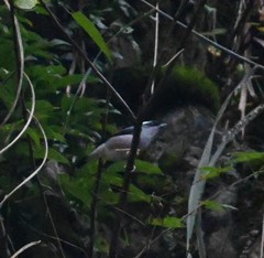 Pteruthius aeralatus