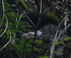 Pteruthius aeralatus