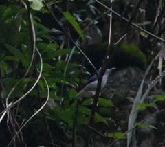 Pteruthius aeralatus