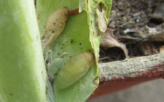 Anthene livida livida