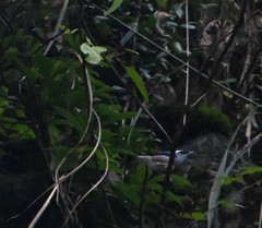 Pteruthius aeralatus