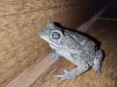 Rhinella mirandaribeiroi