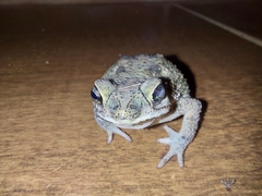 Rhinella mirandaribeiroi