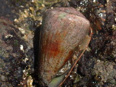 Conus sanguinolentus