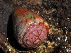 Conus sanguinolentus