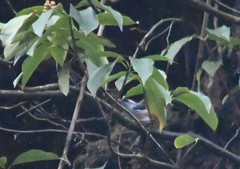 Pteruthius aeralatus