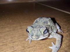 Rhinella mirandaribeiroi