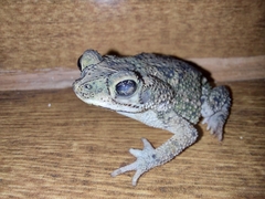 Rhinella mirandaribeiroi