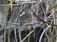 Tarsiger rufilatus