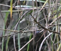 Tarsiger rufilatus