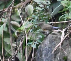 Tarsiger rufilatus