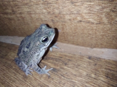 Rhinella mirandaribeiroi