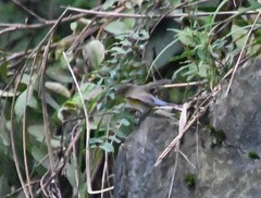 Tarsiger rufilatus