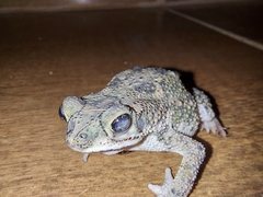 Rhinella mirandaribeiroi