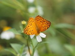 Phalanta phalantha phalantha