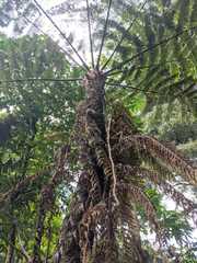 Sphaeropteris quindiuensis