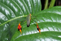 Anisoscelis foliaceus