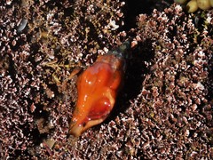 Nodopelagia brazieri