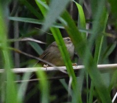 Prinia inornata